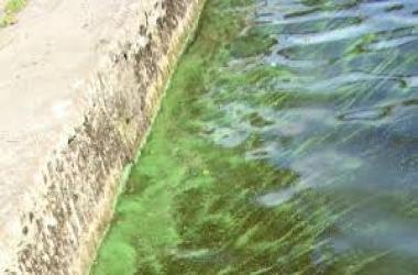 Algae Bloom