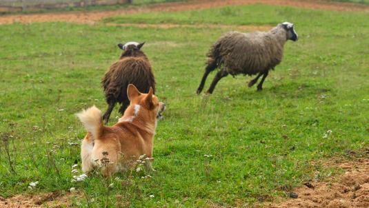 Dog chasing sheep