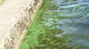 Algae Bloom